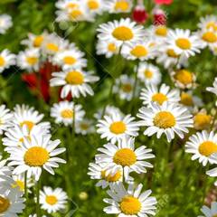 Daisy×Daisy